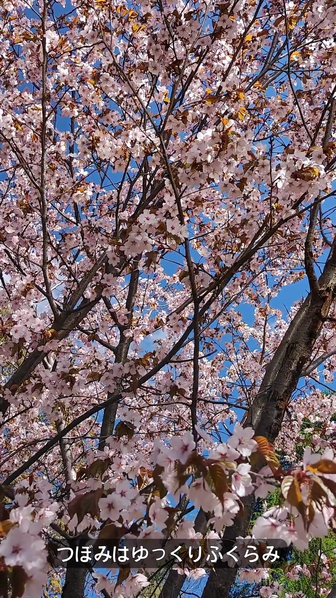 青空を背景に咲く桜の花